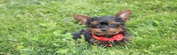 Yorkiepoo dogs for sale: Emmett  - Ad 9
