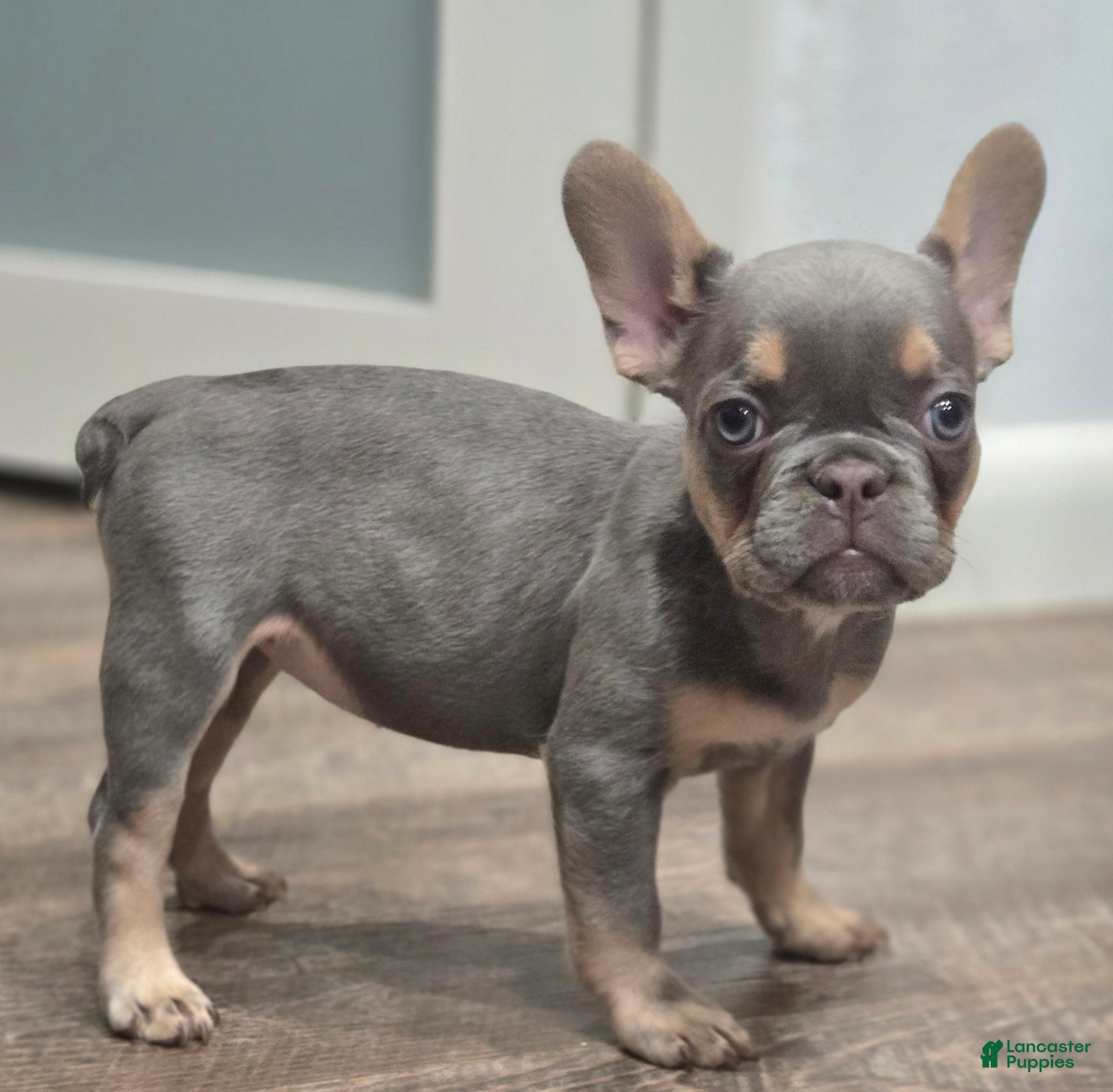French Bulldog dogs 🩶🎂Shortcake🎂🩶 - Ad 9