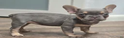 French Bulldog dogs for sale: 🩶🎂Shortcake🎂🩶 - Ad 1