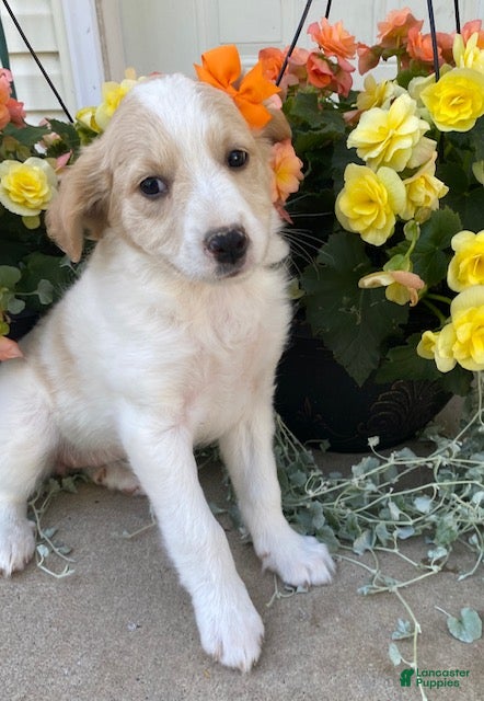Mini Goldendoodle dogs Sandy - Ad 1