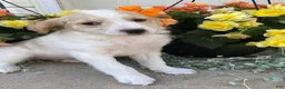 Mini Goldendoodle dogs for sale: Sandy - Ad 1