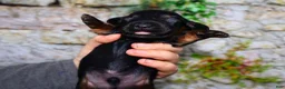 Miniature Dachshund dogs for sale: Miniature Dachshund Puppy 1 - Ad 7