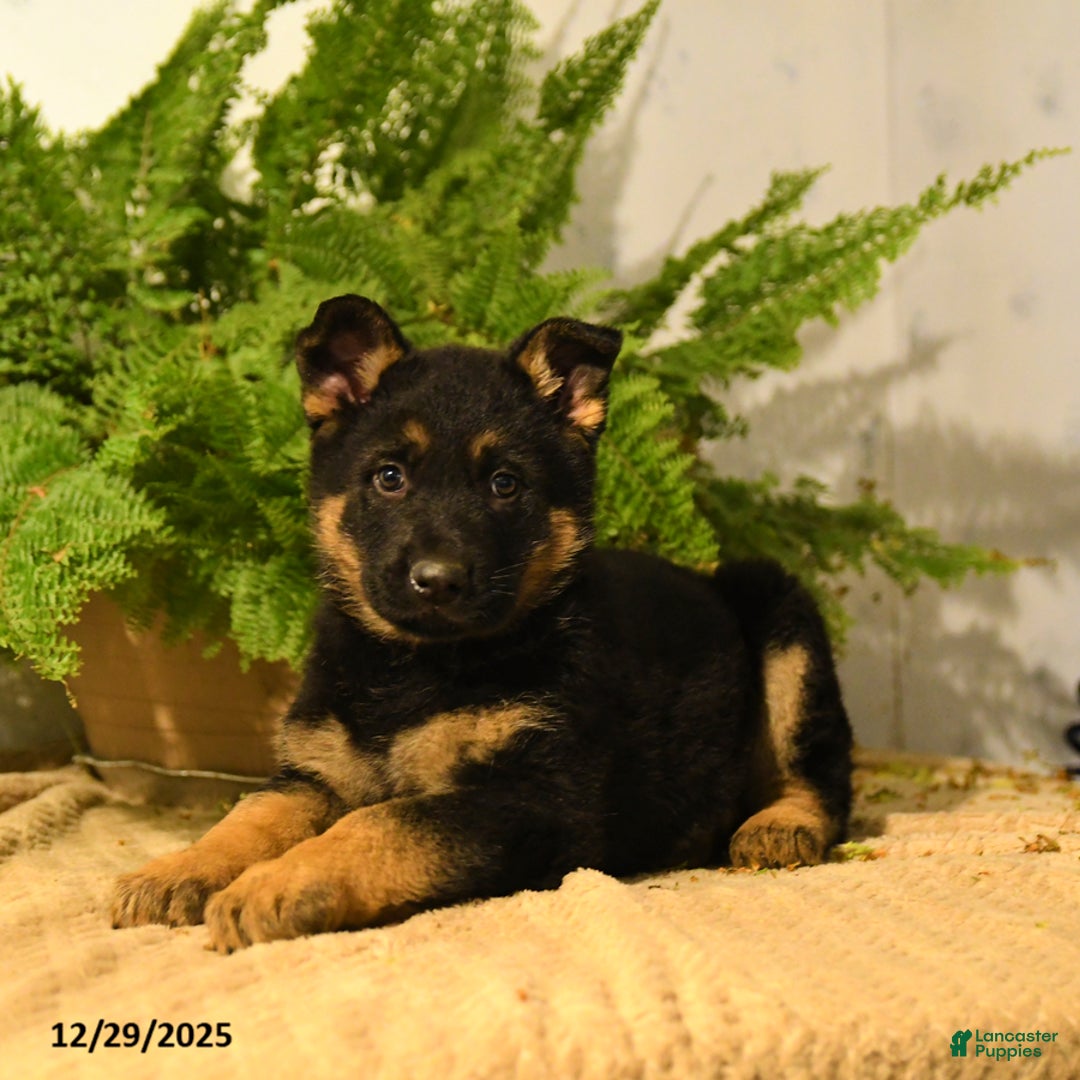 German Shepherd dogs for sale: Vance - Ad 2