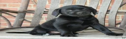 Labrador Retriever dogs for sale: Bonnie - Ad 8