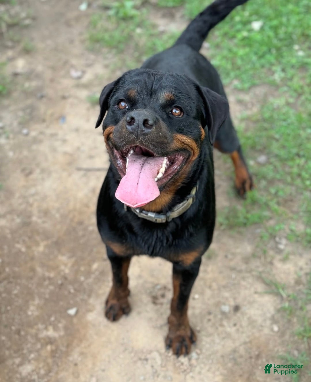 Rottweiler dogs for sale: Rottweiler Puppy 1 - Ad 7