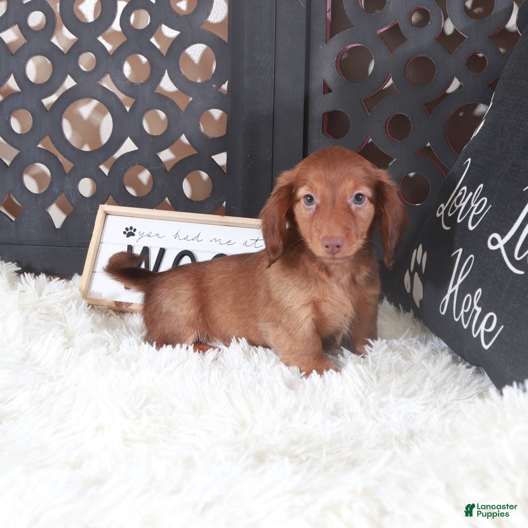 Miniature Dachshund dogs for sale: Miniature Dachshund Lola - Ad 1