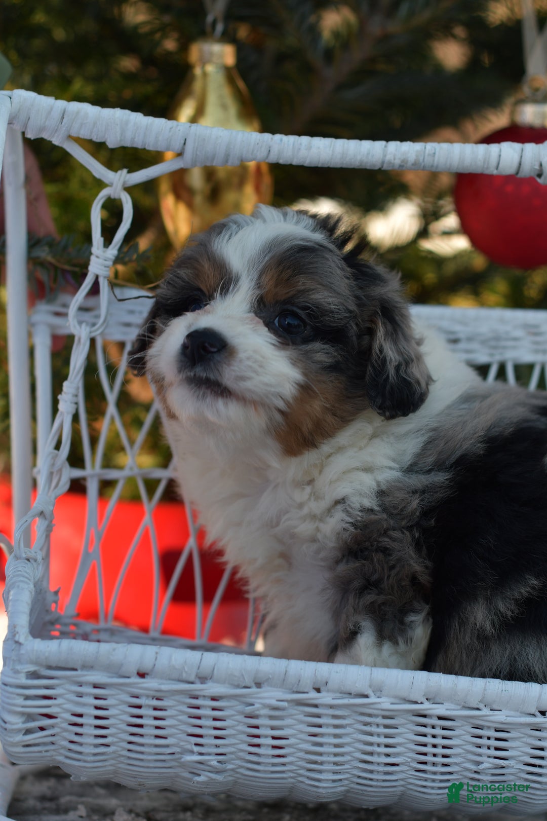 Mini Aussiedoodle dogs for sale: Goose - Ad 1