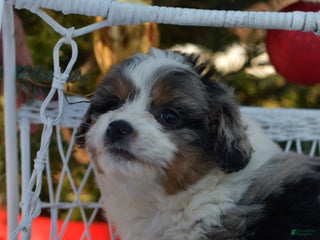 Mini Aussiedoodle dogs Goose - Ad 3