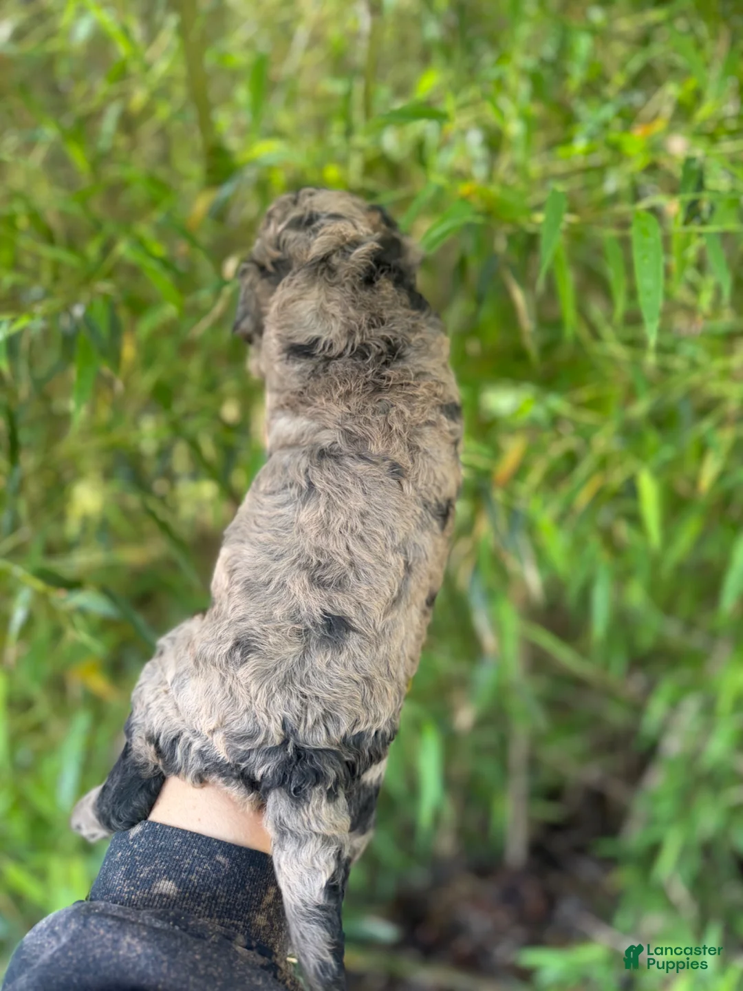 Goldendoodle dogs for sale: F2b Goldendoodle Puppy 2 - Ad 4