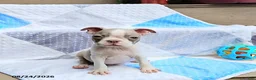 Boston Terrier dogs for sale: Roland - Ad 5