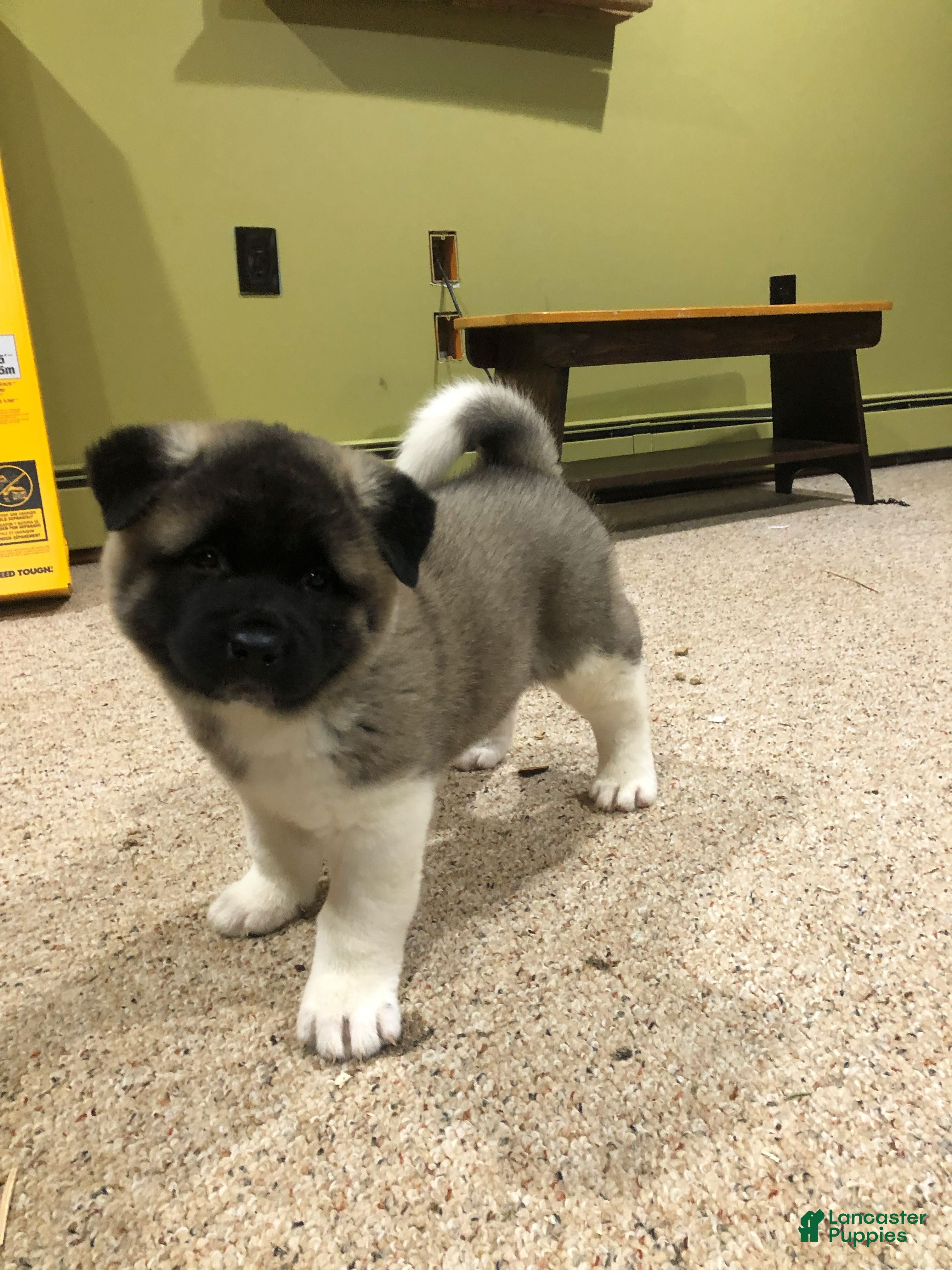 Akita dogs Melody - Ad 23