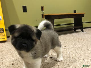 Akita dogs Melody - Ad 23