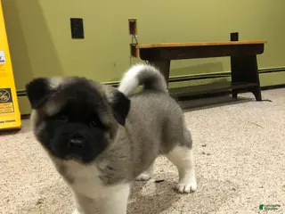 Akita dogs Melody - Ad 28