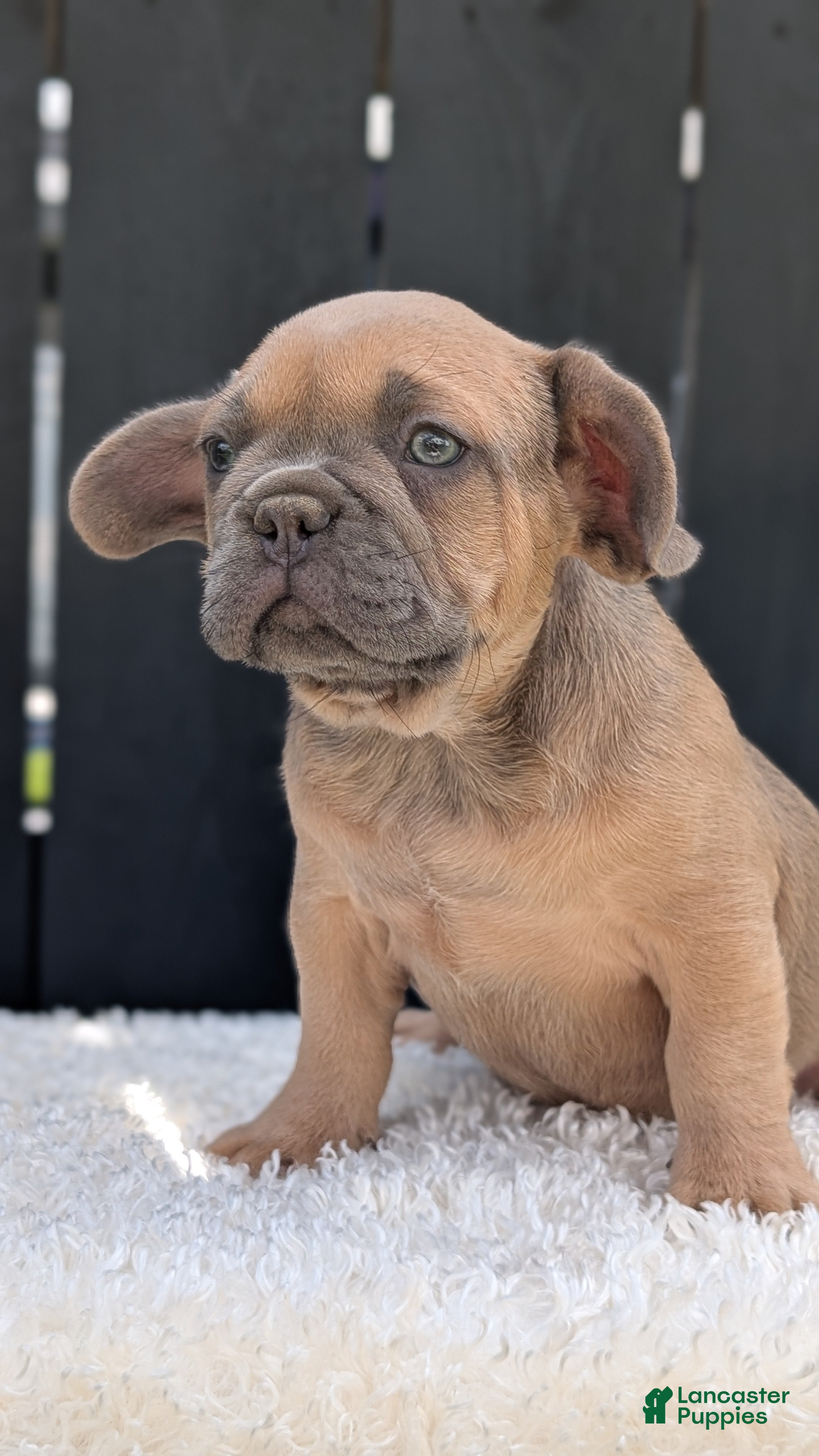 French Bulldog dogs Yeti - Ad 2