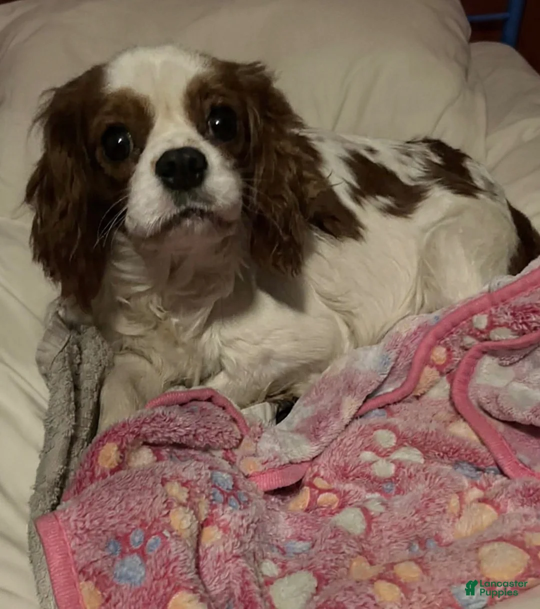 Cavalier King Charles Spaniel dogs for sale: AKC Rosie - Ad 6