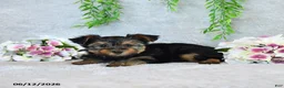 Yorkshire Terrier dogs for sale: Carolyn - Ad 3