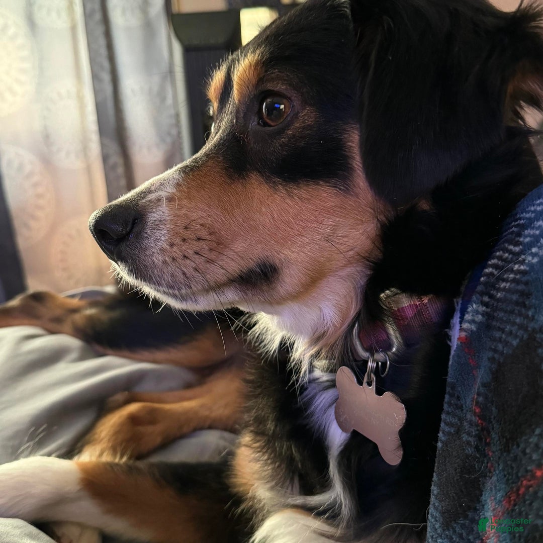 Australian Shepherd dogs for sale: Australian Shepherd Puppy 10 - Ad 2