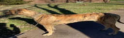 Great Dane dogs for sale: Mindy - Ad 5