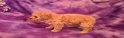 Mixed Breed dogs for sale: Peaches - Ad 3
