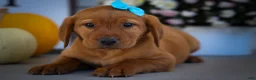 Labrador Retriever dogs for sale: NELSON - Ad 19
