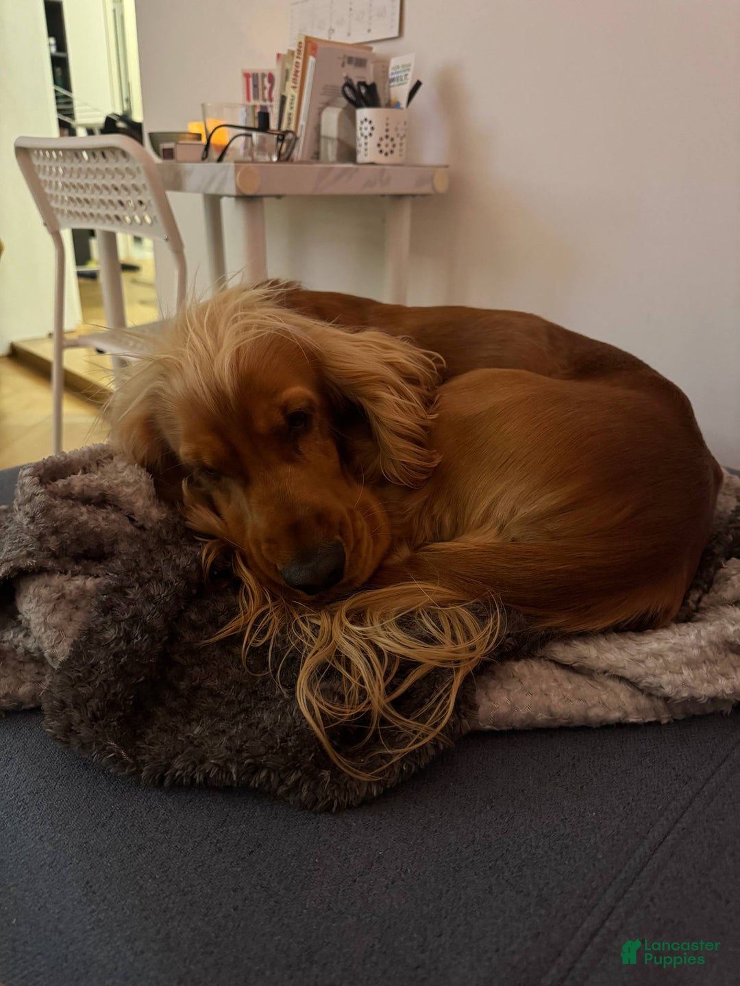 English Cocker Spaniel dogs for sale: Vincent - Ad 1