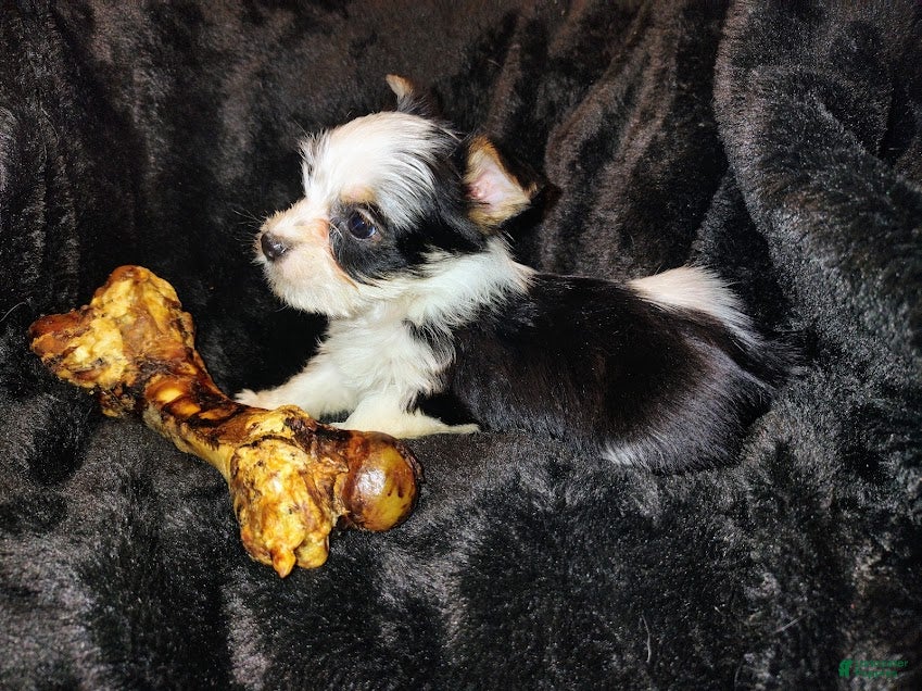 Yorkshire Terrier dogs Yorkshire Terrier Puppy 3 - Ad 42