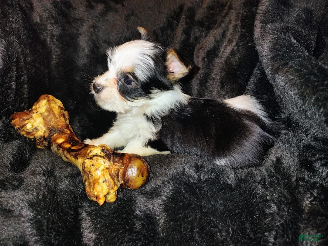 Yorkshire Terrier dogs for sale: Yorkshire Terrier Puppy 3 - Ad 1