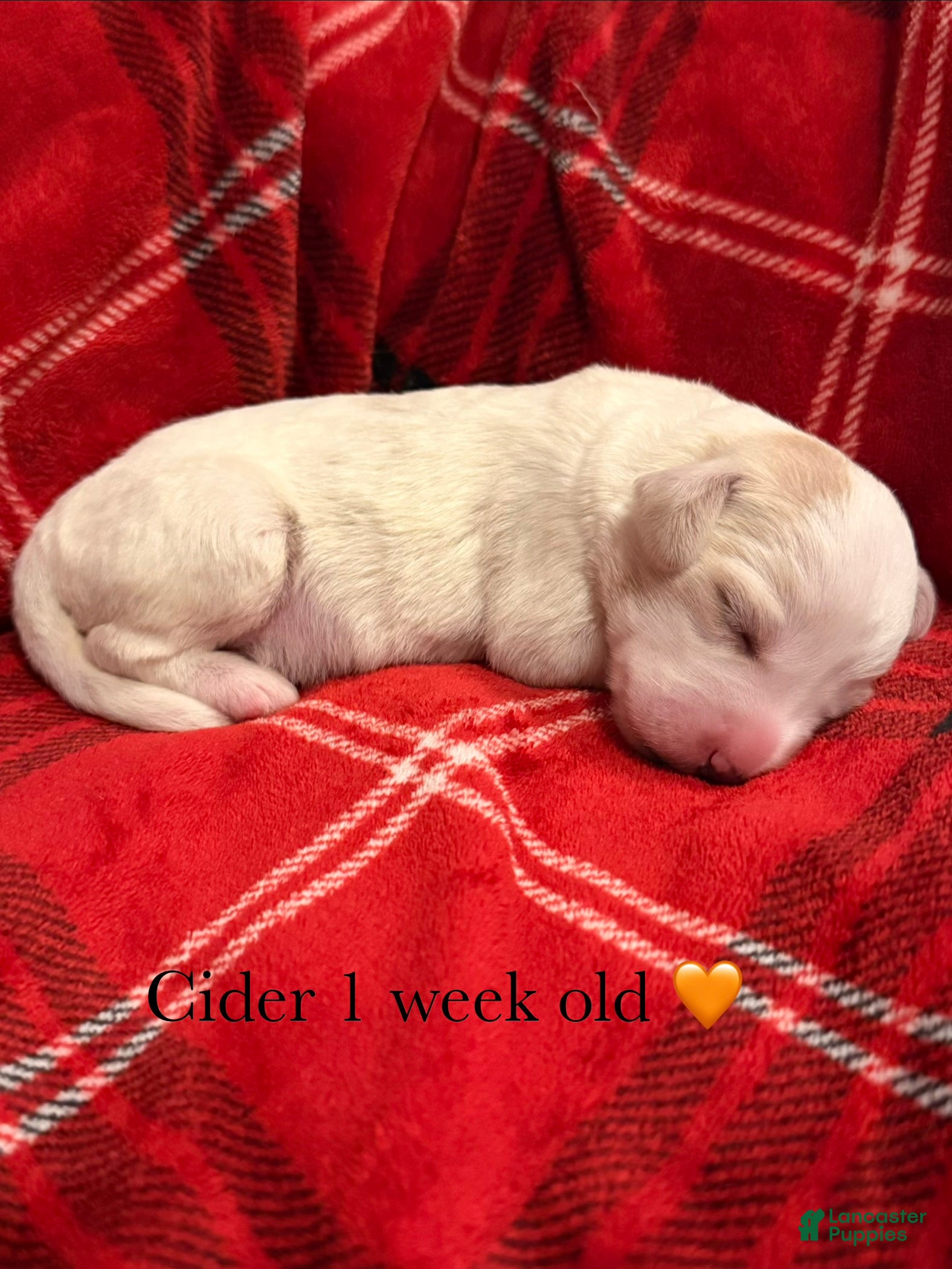 Double Doodle dogs Cider 🍎 - Ad 12