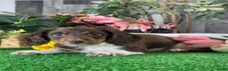 Dachshund dogs for sale: Dexter - Ad 1
