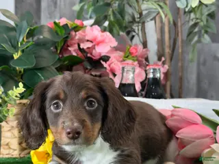 Dachshund dogs Dexter - Ad 32