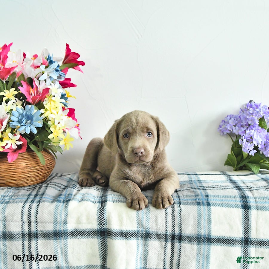 Labrador Retriever dogs Misty - Ad 1