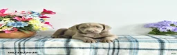 Labrador Retriever dogs for sale: Misty - Ad 1