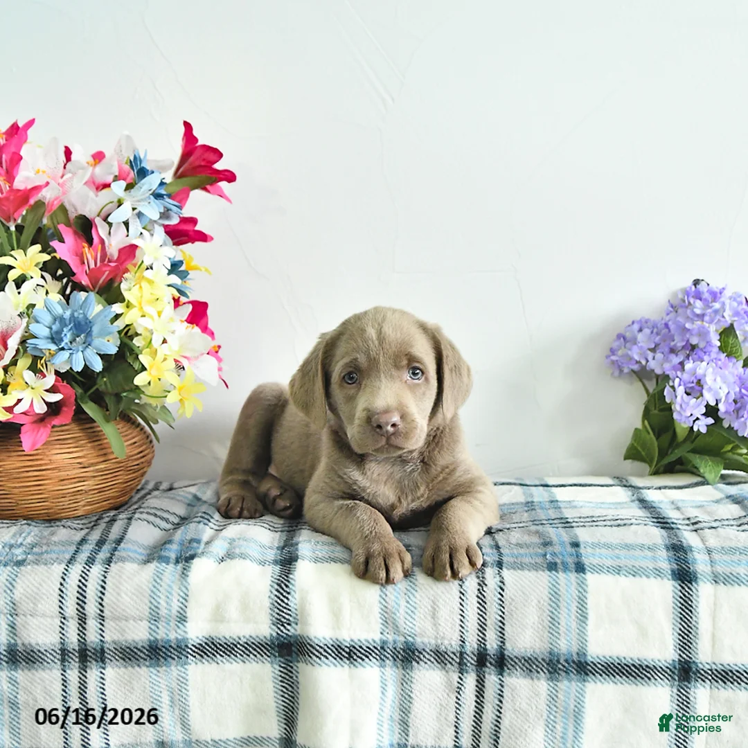 Labrador Retriever dogs for sale: Misty - Ad 1