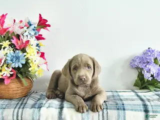 Labrador Retriever dogs for sale: Misty - Ad 2