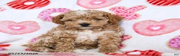 Toy Poodle dogs for sale: Jasmine - Ad 2