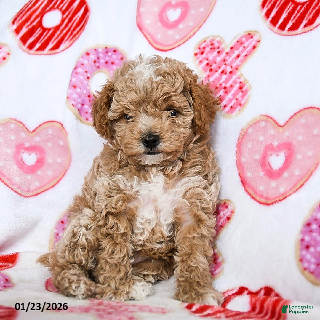 Toy Poodle dogs for sale: Jasmine - Ad 2
