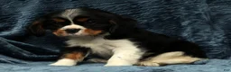 Cavalier King Charles Spaniel dogs for sale: Leo - Ad 9
