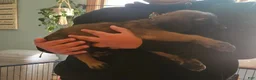English Mastiff dogs for sale: Red - Ad 3