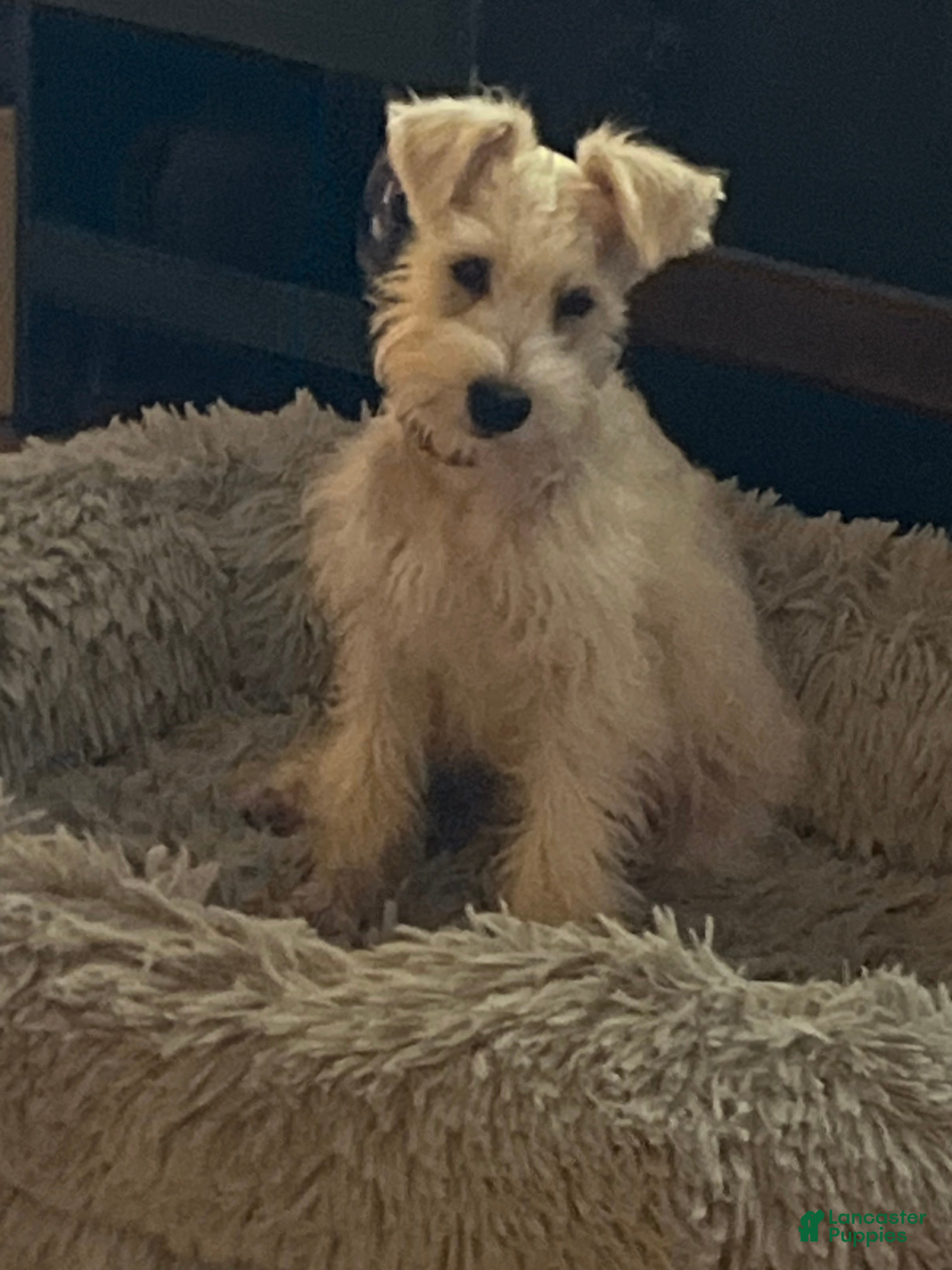 Miniature Schnauzer dogs AKC Chewie - Ad 1