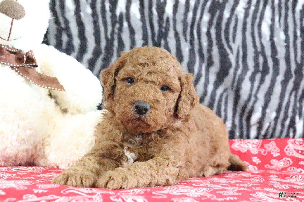Mini Goldendoodle dogs Murphy - Ad 2