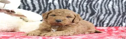 Mini Goldendoodle dogs for sale: Murphy - Ad 2