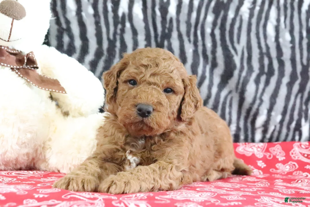 Mini Goldendoodle dogs for sale: Murphy - Ad 2