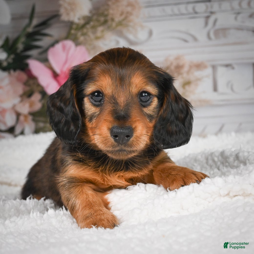 Miniature Dachshund dogs AKC-Daisy - Ad 1