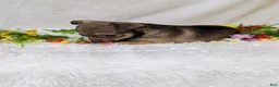 Chihuahua dogs for sale: Little bear - Ad 4