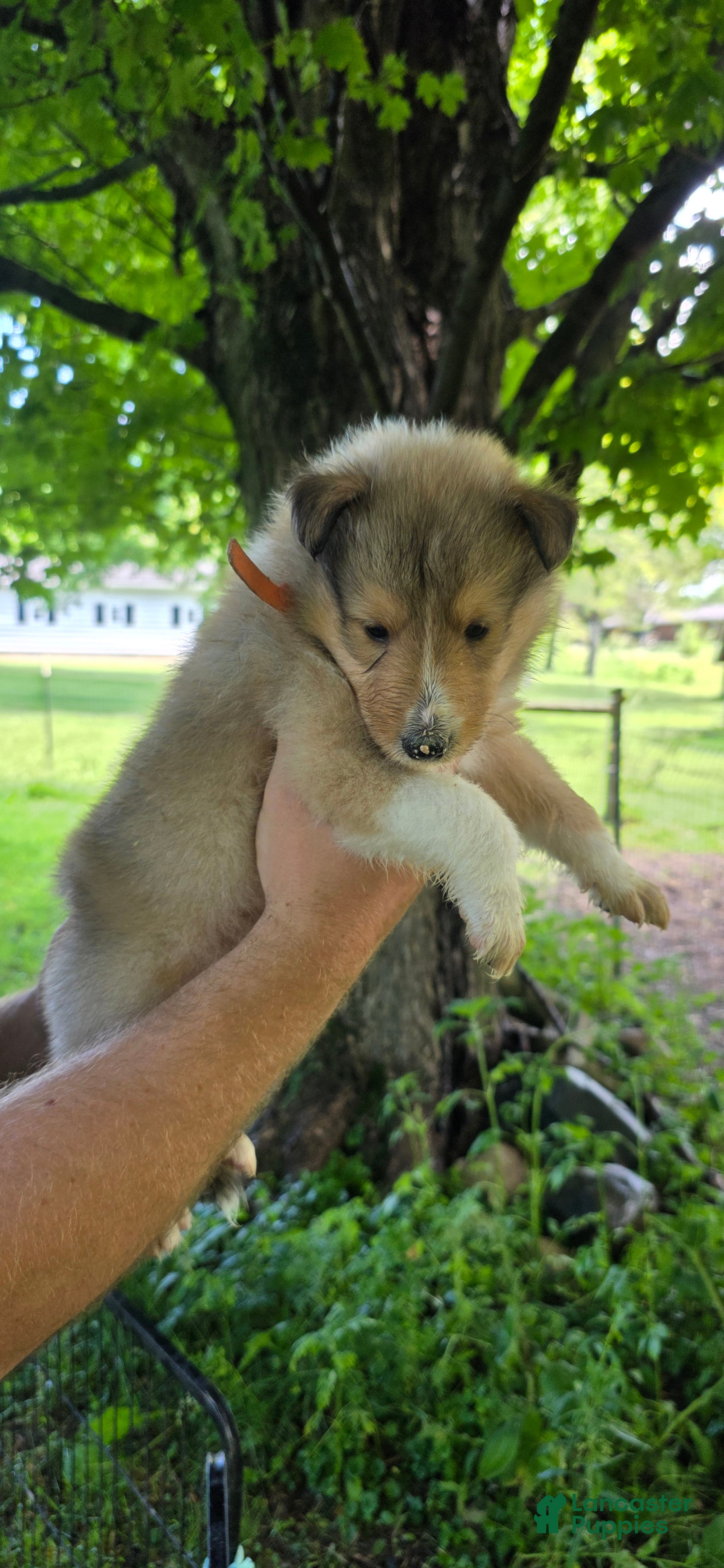 Collie dogs Collie Puppy 1 - Ad 1