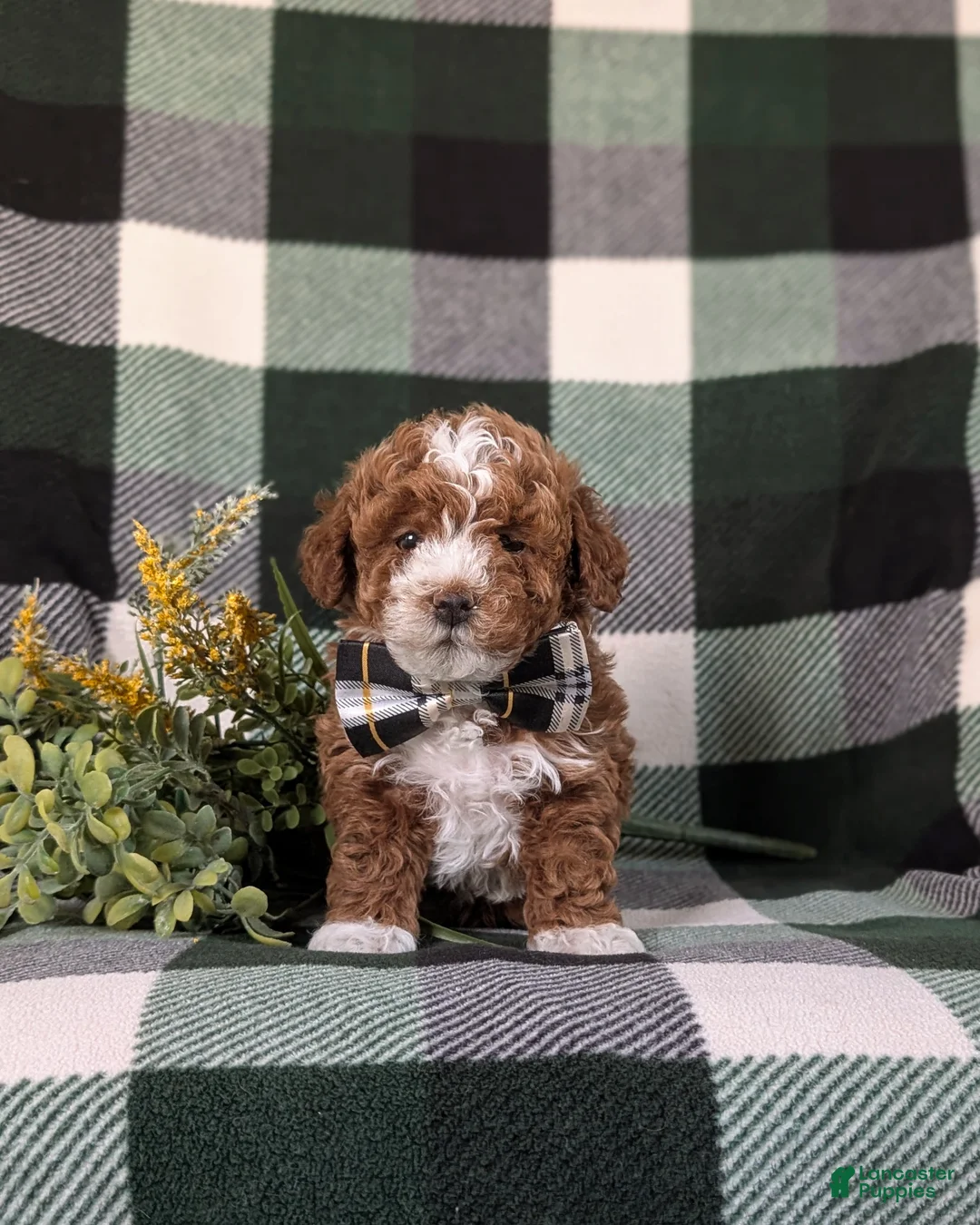 Lhasapoo dogs for sale: Ian Hypoallergenic - Ad 1