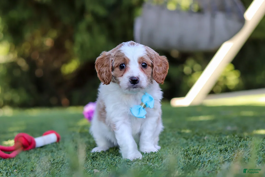 Cavapoo dogs for sale: Grey - Ad 2