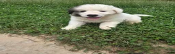 Great Pyrenees dogs for sale: Spot - Ad 8