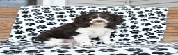 Mixed Breed dogs for sale: Patches - Ad 6