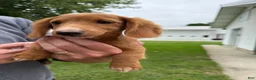 Miniature Dachshund dogs for sale: Ella - Ad 5